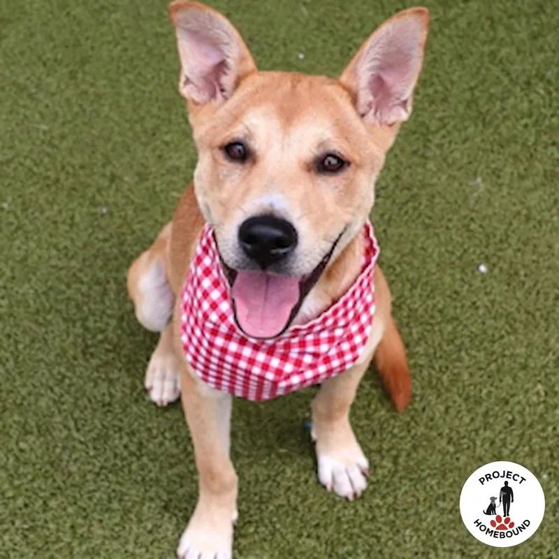 CT Buster thumbnail 3