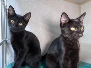 Dayzee and Kayzee