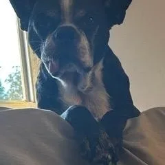 An adult medium-sized male Boston Terrier dog named Kennedy for adoption in New York, NY