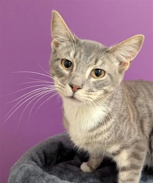 A young small-sized male Domestic Short Hair cat named Shark for adoption in Olivette, MO