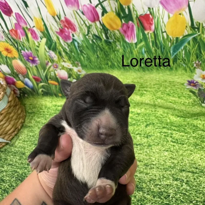 Loretta