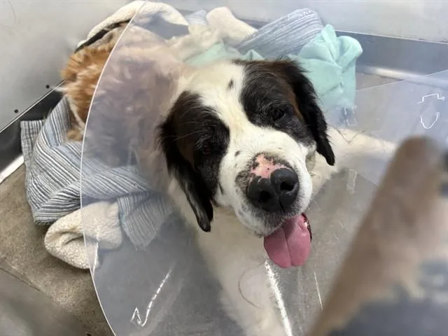 An adult large-sized female Saint Bernard dog named Wendy for adoption in San Bernardino, CA