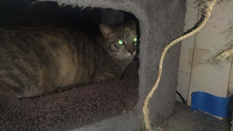 An adult medium-sized female Tabby (Gray / Blue / Silver) Tabby cat named Charlie for adoption in Omaha, NE