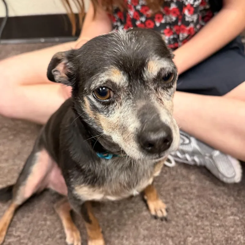 A senior small-sized male Black Chihuahua dog named Bartholomew for adoption in Oklahoma City, OK