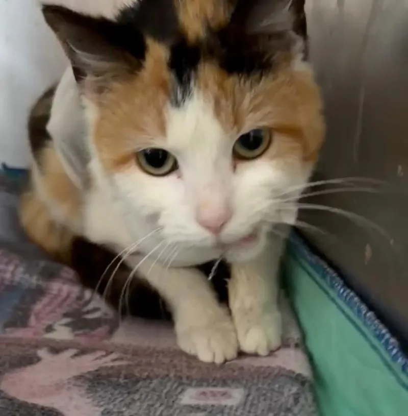 A young medium-sized female Calico Domestic Short Hair cat named Marsha for adoption in Bloomsdale, MO