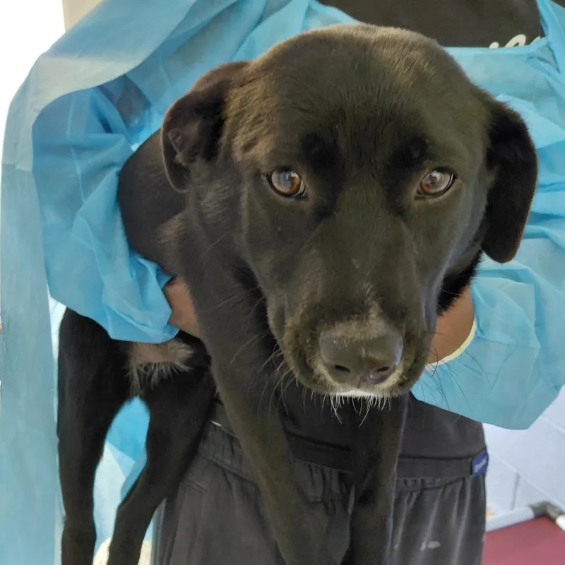 A young medium-sized male Apricot / Beige Mixed Breed dog named Dash for adoption in LOXAHATCHEE, FL