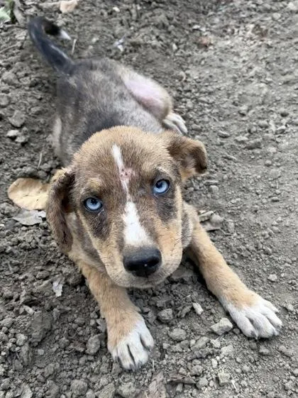 A baby small-sized female Shepherd dog named Ella Enchanted for adoption in Fresno, CA