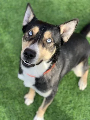 A senior large-sized male Tricolor (Brown, Black, & White) Husky dog named Bandit in Maine for adoption in Cumberland, ME