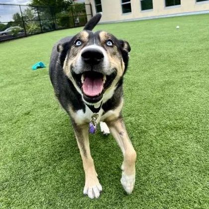Bandit in Maine thumbnail 2