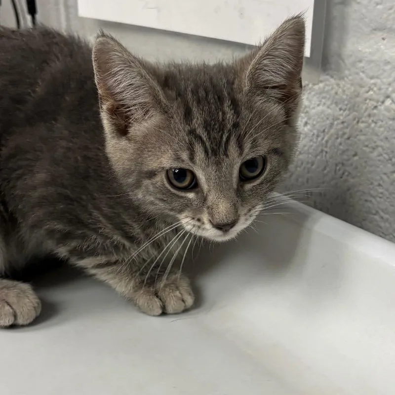 A baby small-sized male Gray / Blue / Silver Domestic Short Hair cat named Thing AT PETCO for adoption in Birdsboro, PA