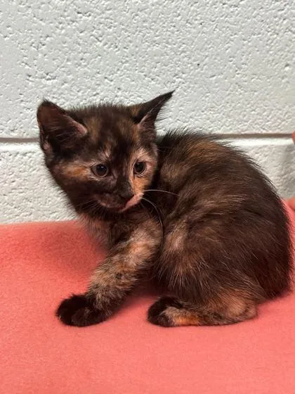 An adult small-sized female Domestic Short Hair cat named Edie for adoption in Spruce Pine, NC