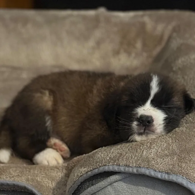 A baby small-sized male Brown / Chocolate Saint Bernard dog named Vaughn for adoption in Farmersville, OH