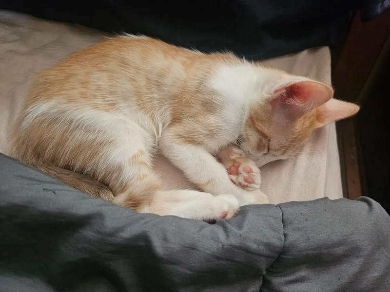 A baby medium-sized male Domestic Short Hair cat named Ginger and his mom for adoption in Franklin, MA