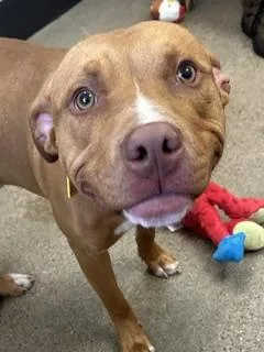 A baby medium-sized male Yellow / Tan / Blond / Fawn Pit Bull Terrier dog named Sherman for adoption in Cleveland, OH