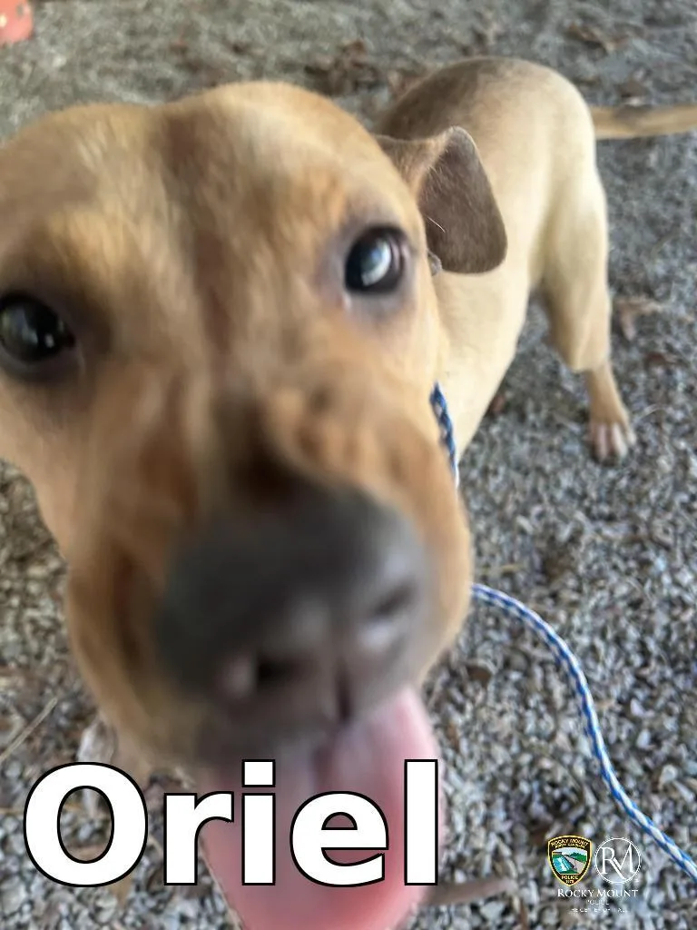 A young medium-sized female Pit Bull Terrier dog named Oriel for adoption in Rocky Mount, NC