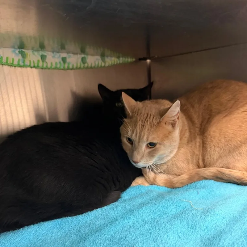 An adult extra large-sized male Black Domestic Short Hair cat named Scratchy for adoption in Hamburg, NY