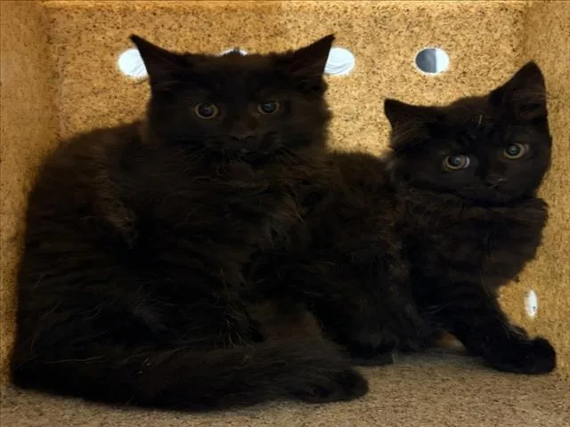 A baby small-sized female Domestic Medium Hair cat named Venice for adoption in Derwood, MD