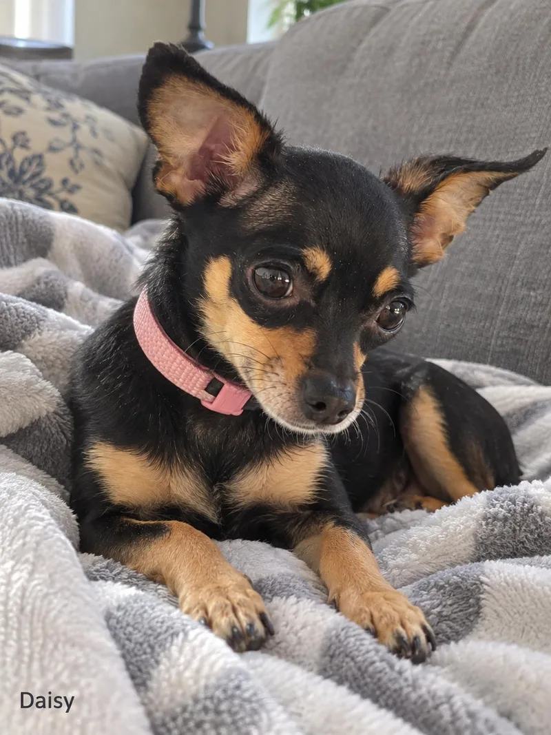 Daisy thumbnail 5