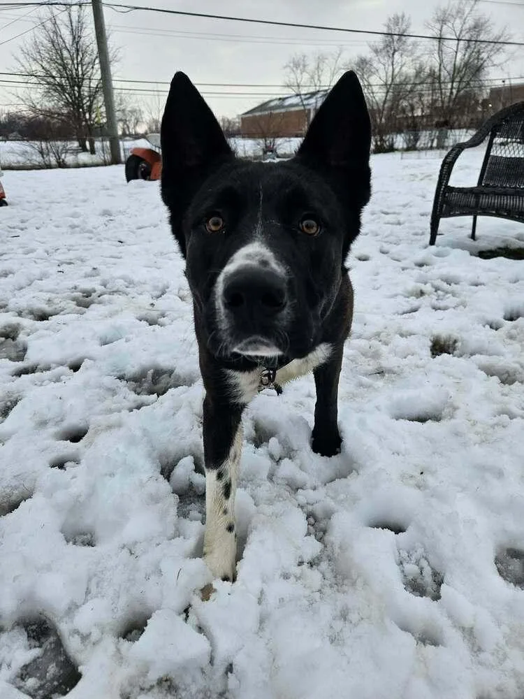 An adult large-sized male Labrador Retriever dog named Ernie for adoption in New Albany, OH