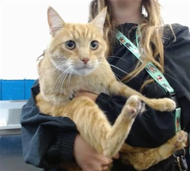 An adult medium-sized male Domestic Short Hair cat named Gus for adoption in Albuquerque, NM