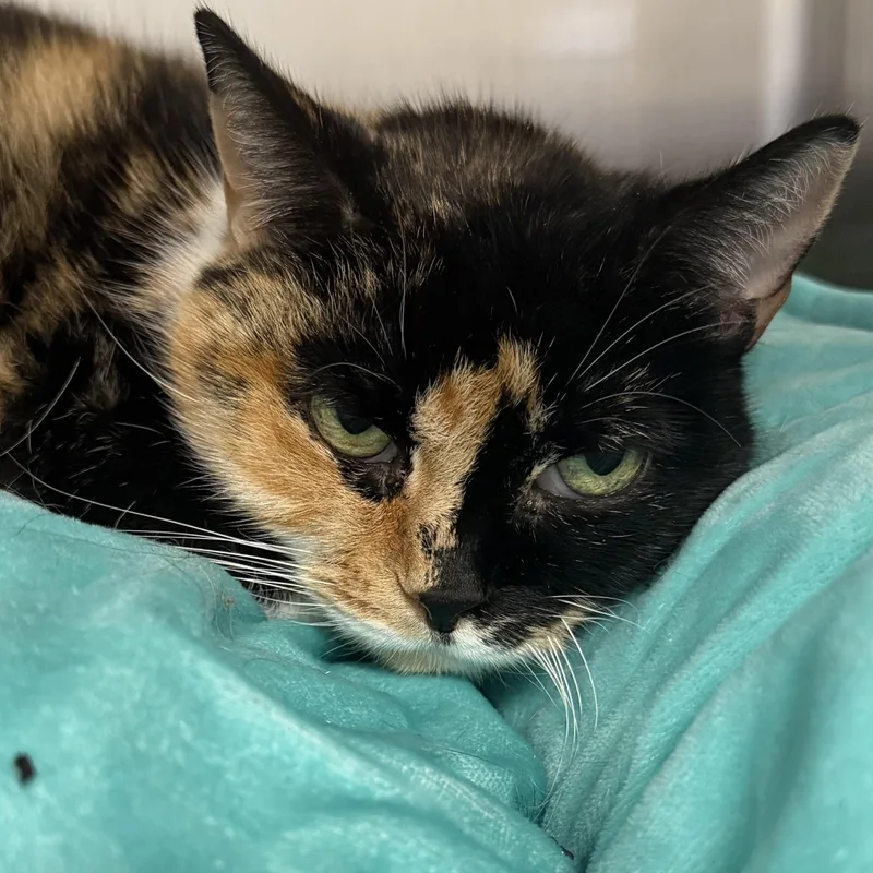 A senior medium-sized female Calico cat named Bows for adoption in Mount Pleasant, MI