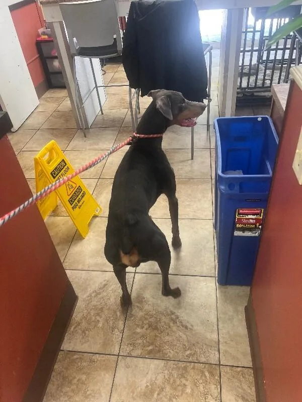 An adult large-sized male Black Mixed Breed dog named Mayor McCheese for adoption in Cincinnati, OH