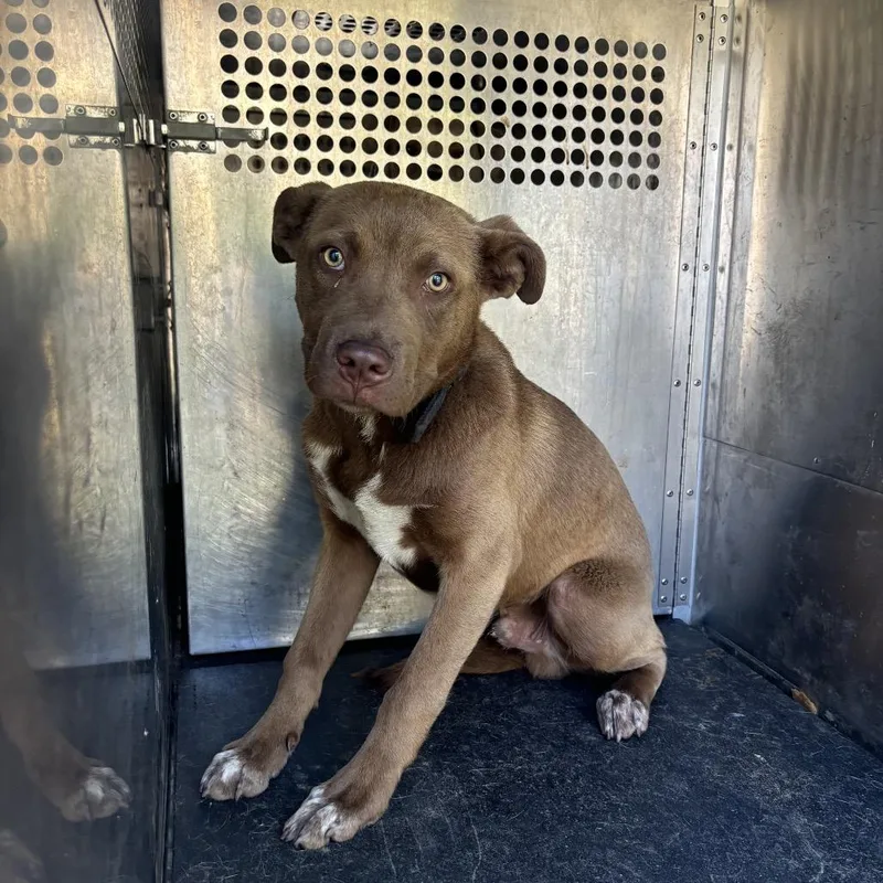 A young medium-sized male Brown / Chocolate Pit Bull Terrier dog named Cree for adoption in Birmingham, AL