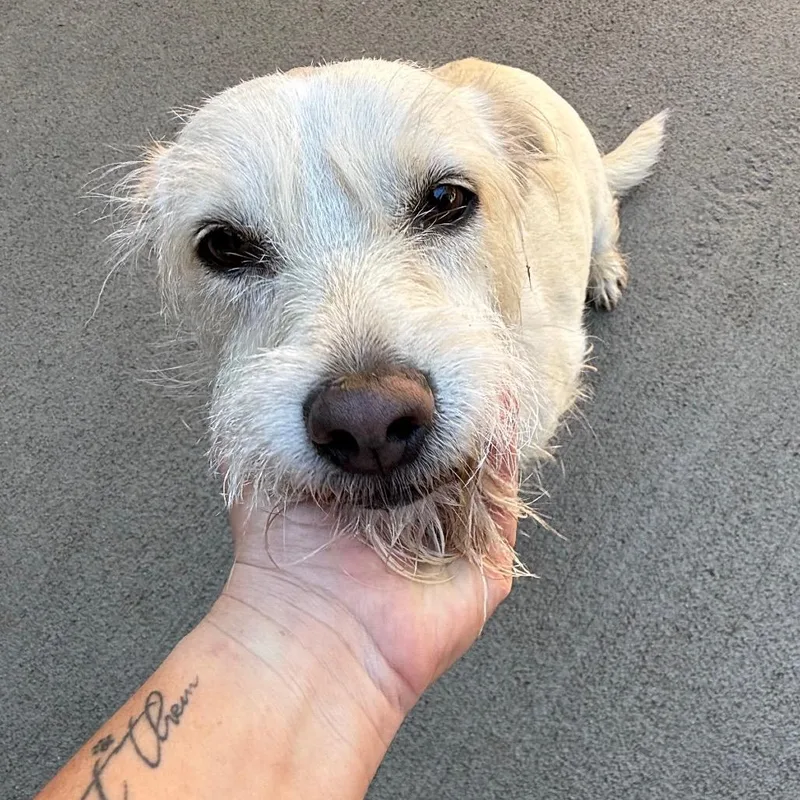 Daisy thumbnail 6