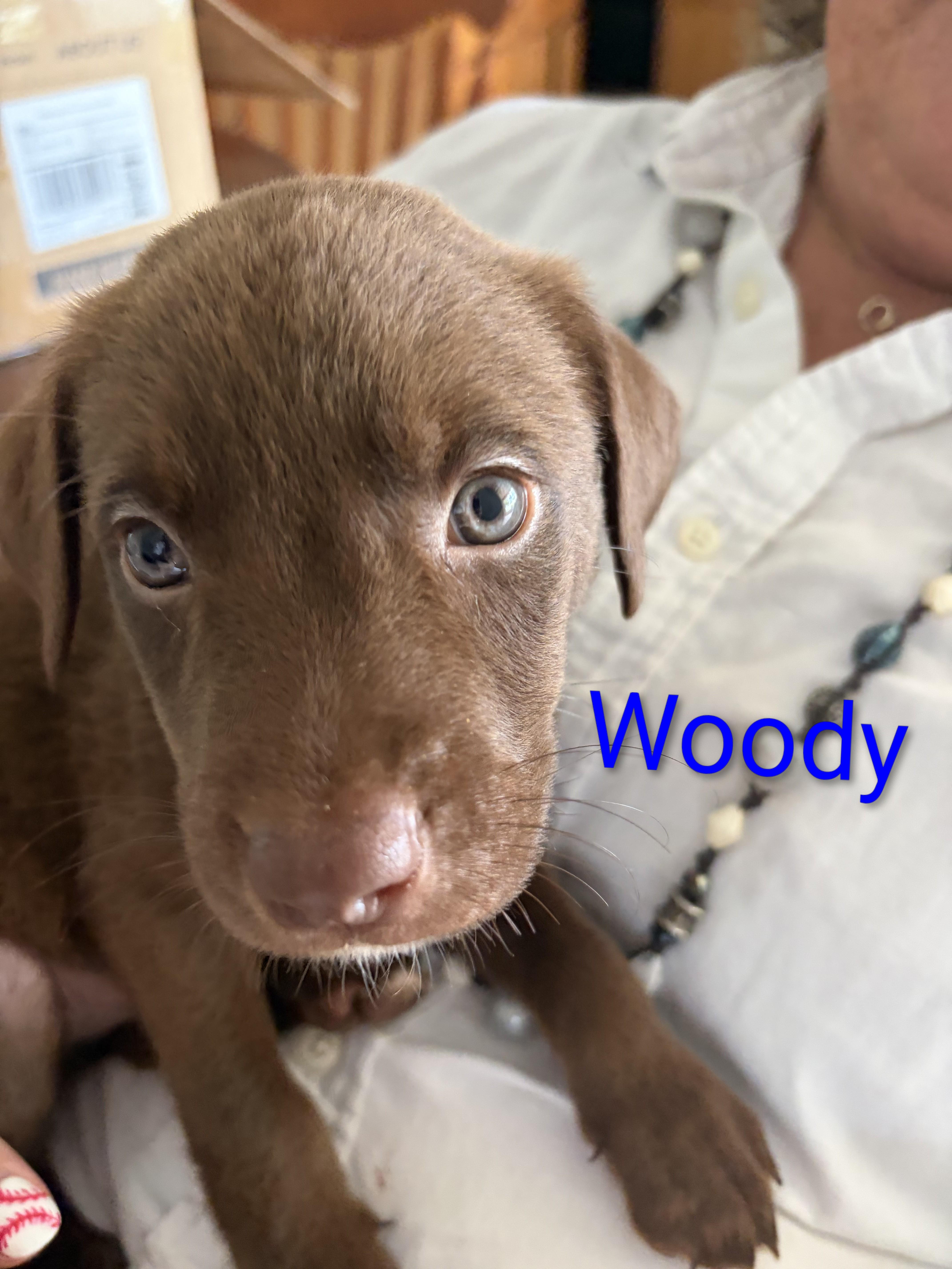 Woody