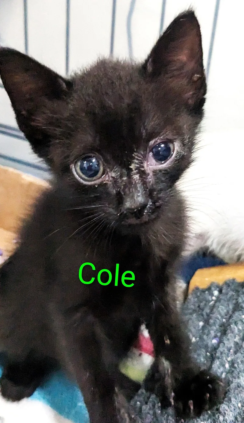 A young medium-sized male Black Domestic Short Hair cat named Cole for adoption in St. Cloud, FL