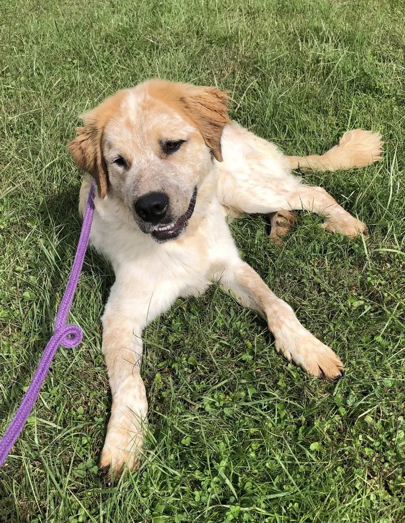 A young extra large-sized male Great Pyrenees dog named Alfie for adoption in Elkins, WV