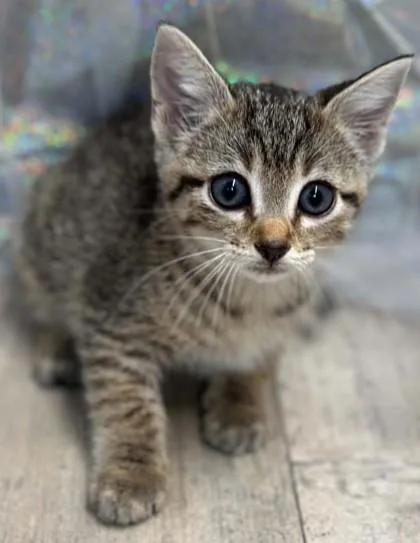 An adult small-sized female Domestic Short Hair cat named Orange Dreamsicle for adoption in Shreveport, LA
