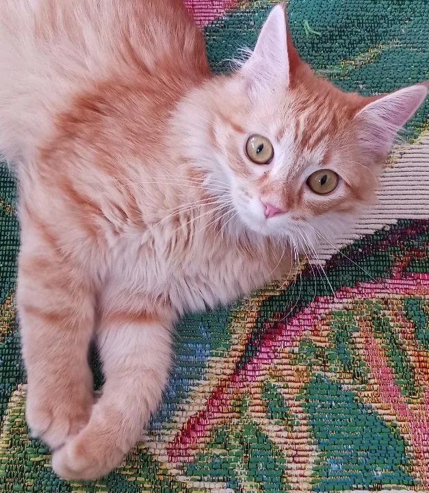 A young medium-sized female Orange / Red Domestic Long Hair cat named Willow for adoption in Greenville, IL