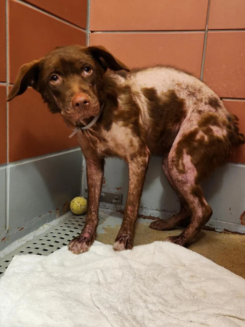 A young medium-sized female Labrador Retriever dog named Lacey for adoption in Houston, TX