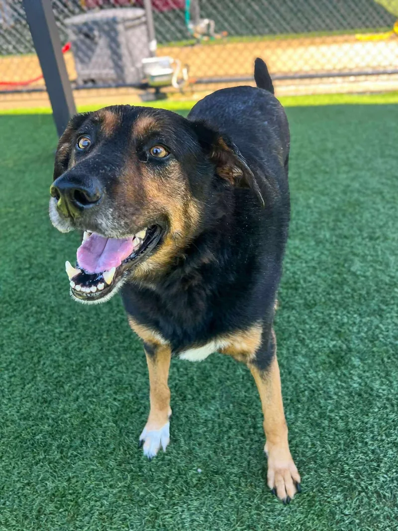 Buddy Love thumbnail 2