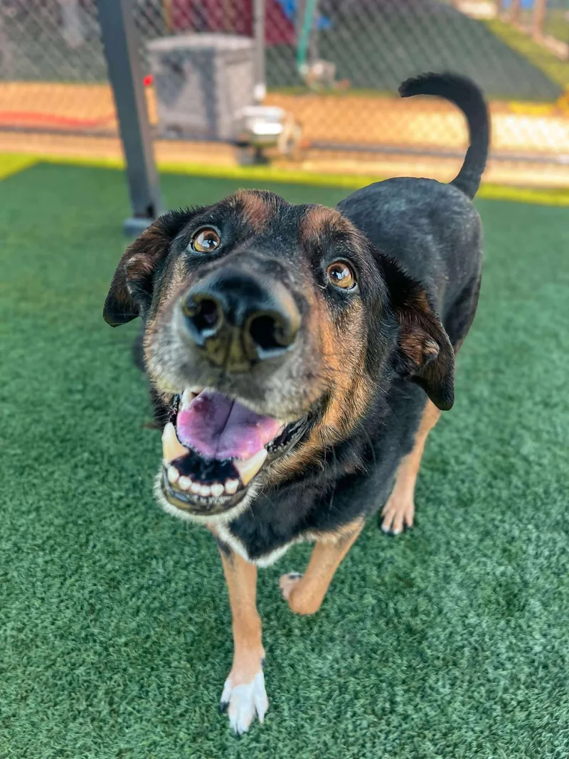 Buddy Love thumbnail 3