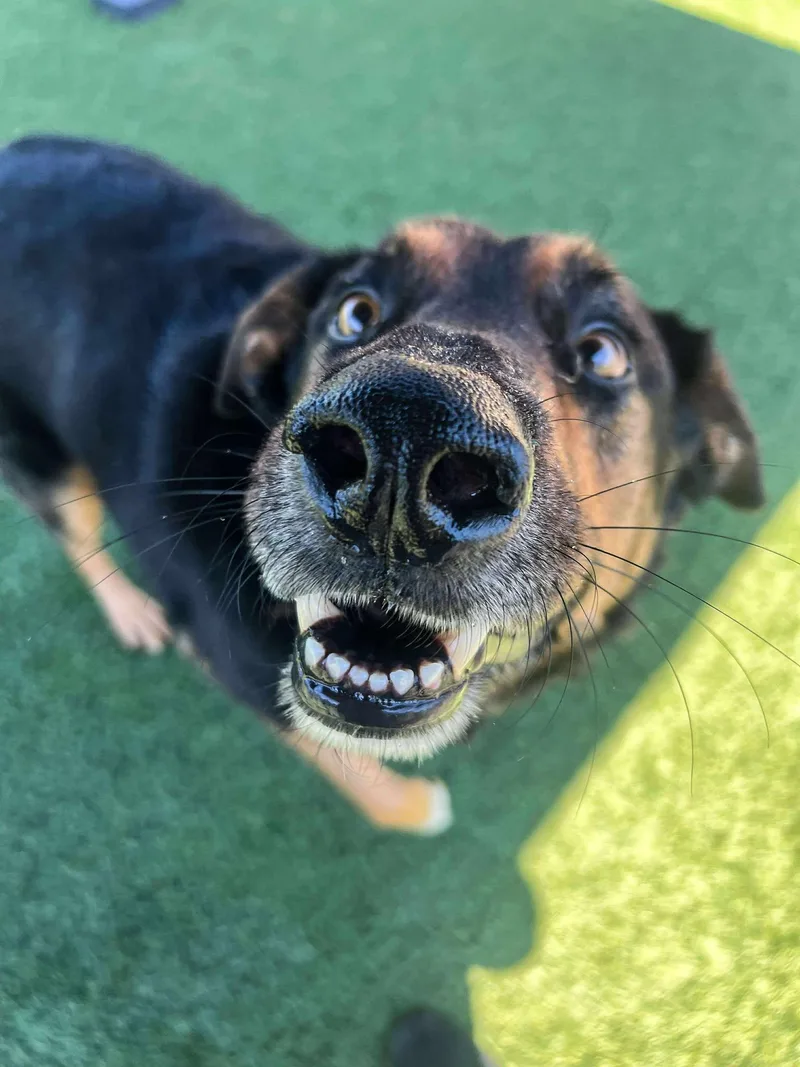 Buddy Love thumbnail 4