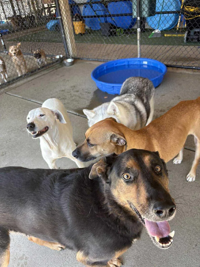 Buddy Love thumbnail 5