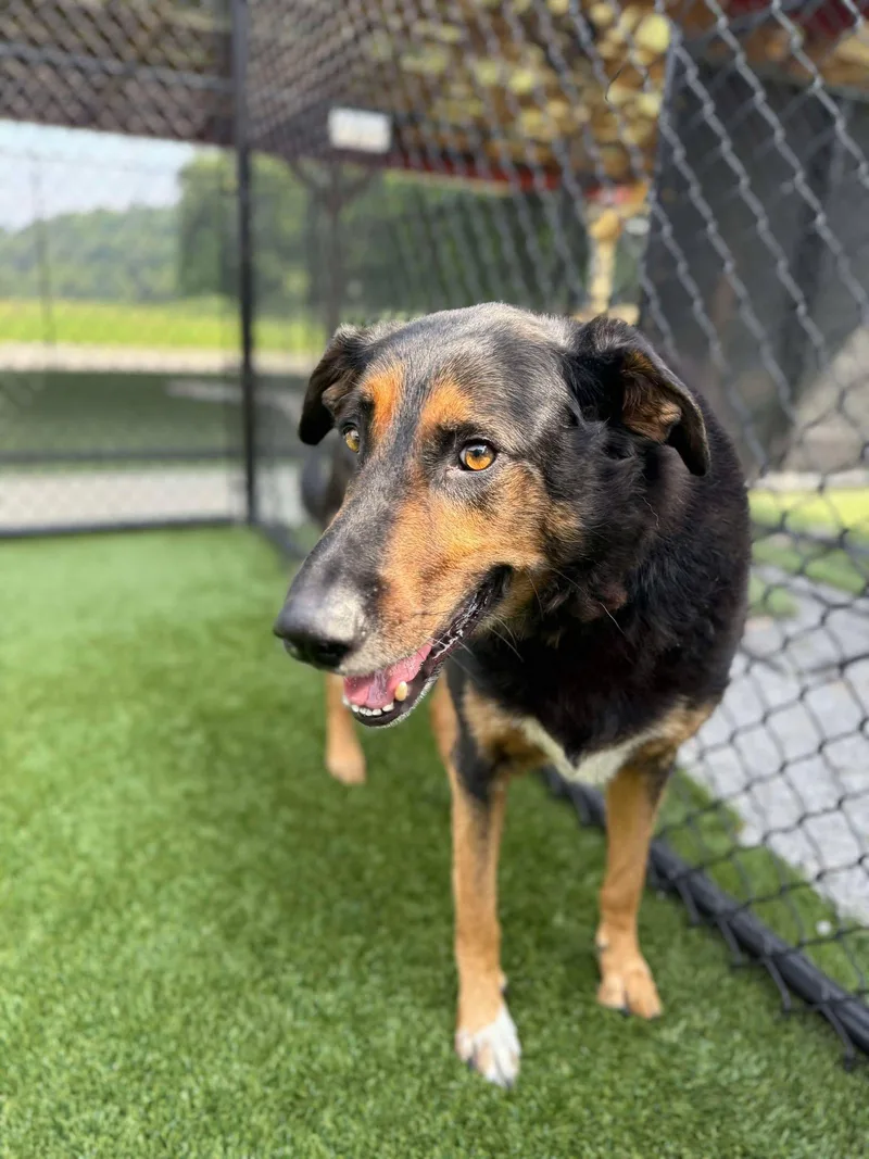 Buddy Love thumbnail 6