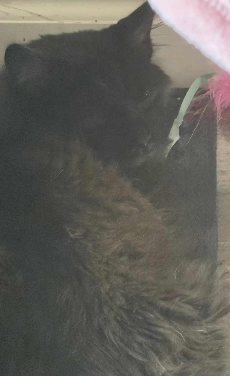A baby medium-sized male Black Domestic Long Hair cat named Crackle for adoption in Kirklin, IN