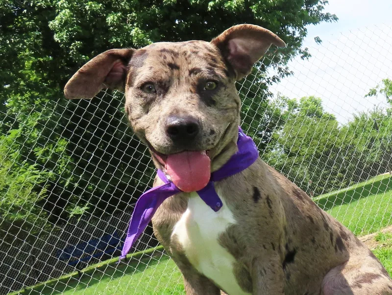 A young medium-sized male Catahoula Leopard Dog dog named Kukla C for adoption in Rogers, AR