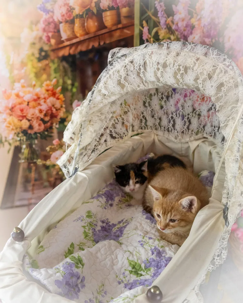 A baby small-sized female Calico Domestic Short Hair cat named Lilo for adoption in Lapeer, MI