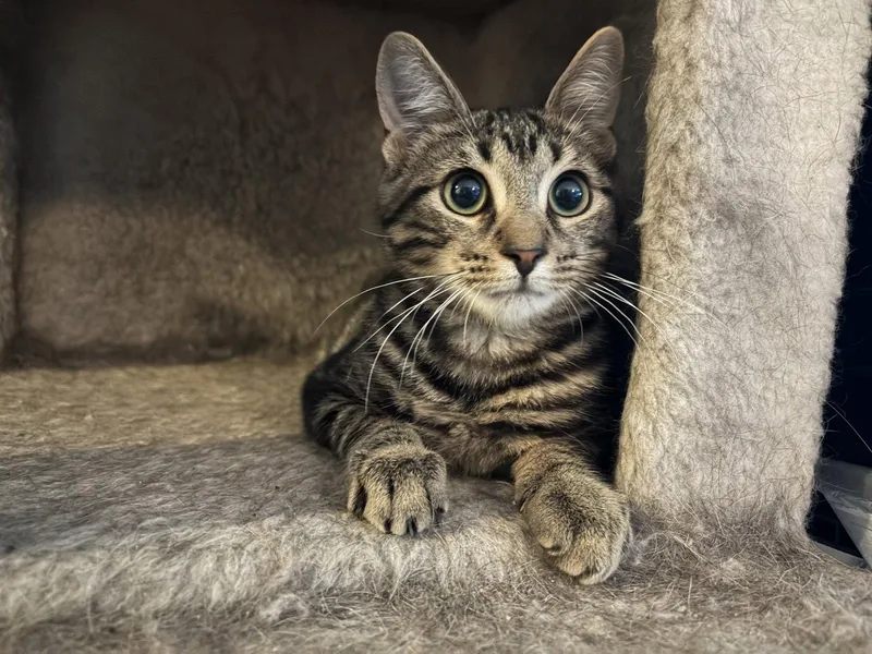 A young medium-sized female Domestic Short Hair cat named Mitzy for adoption in Philadelphia, PA