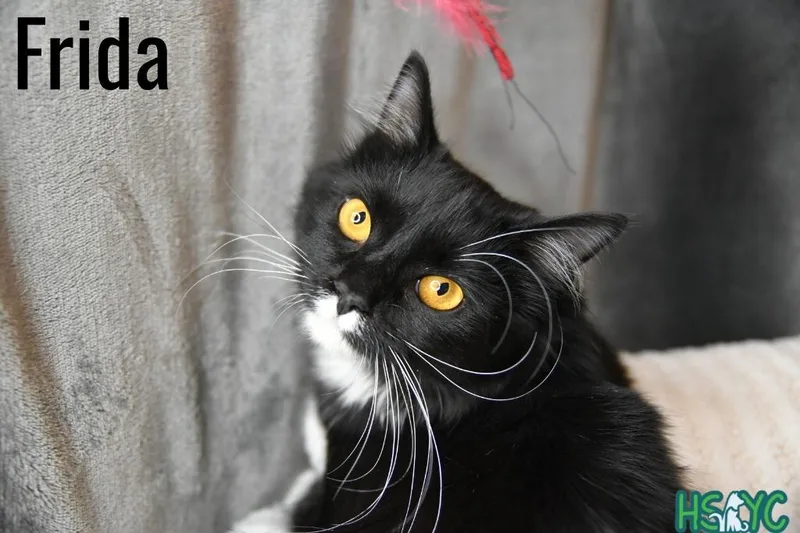 A baby medium-sized female Domestic Medium Hair cat named Frida for adoption in Fort Mill, SC