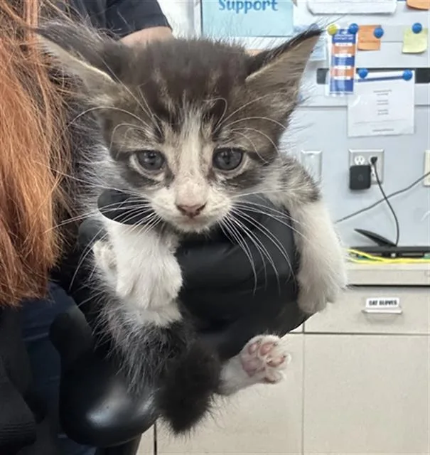 A baby medium-sized male Domestic Long Hair cat named Fudge for adoption in Dallas, TX