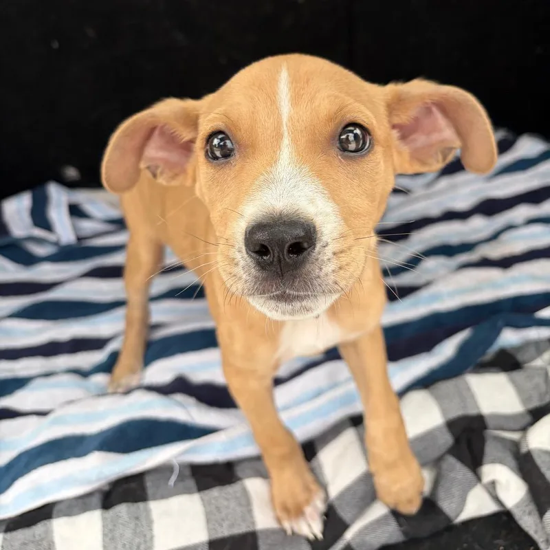 A baby medium-sized female Yellow / Tan / Blond / Fawn Mixed Breed dog named Olive for adoption in Brownsboro, AL