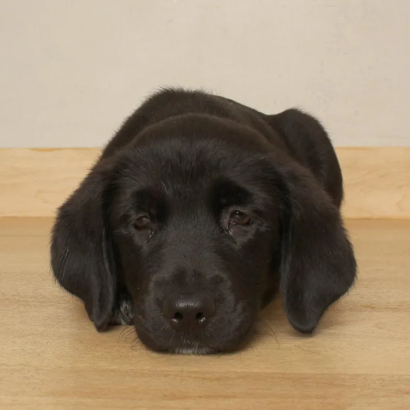 A baby medium-sized female Black Labrador Retriever dog named Quinn D for adoption in Minnetonka, MN