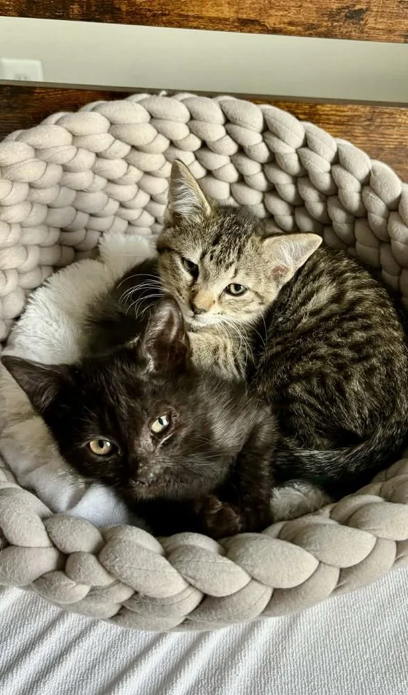A baby small-sized male Gray / Blue / Silver Domestic Short Hair cat named Jeramine JJ for adoption in Harpers Ferry, WV