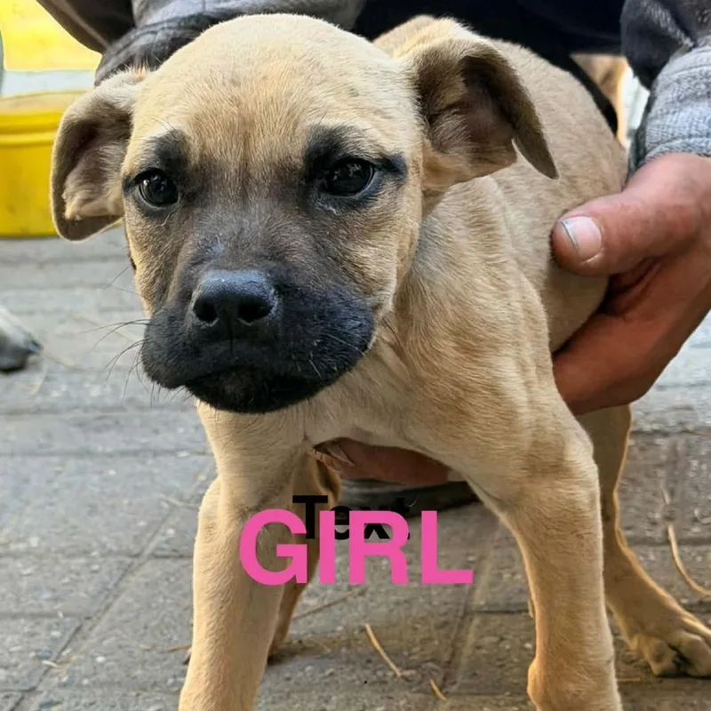 A baby large-sized female Yellow / Tan / Blond / Fawn Mastiff dog named Pammy for adoption in Tacoma, WA