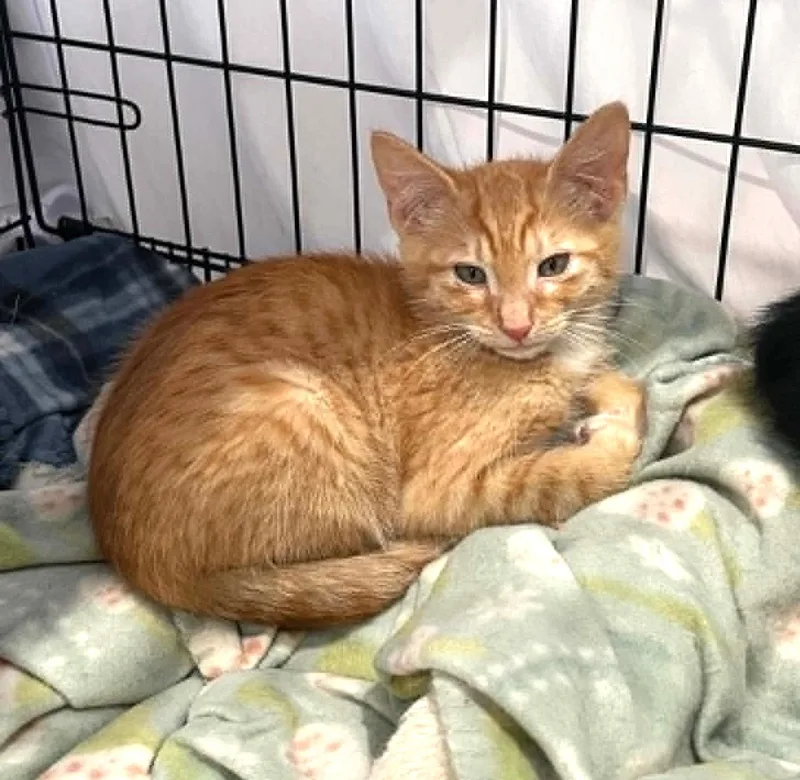 A baby medium-sized male Tabby (Orange / Red) Domestic Short Hair cat named Jalapeno for adoption in Pasco, WA